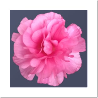 Pink Ranunculus Close-up Pic Posters and Art
